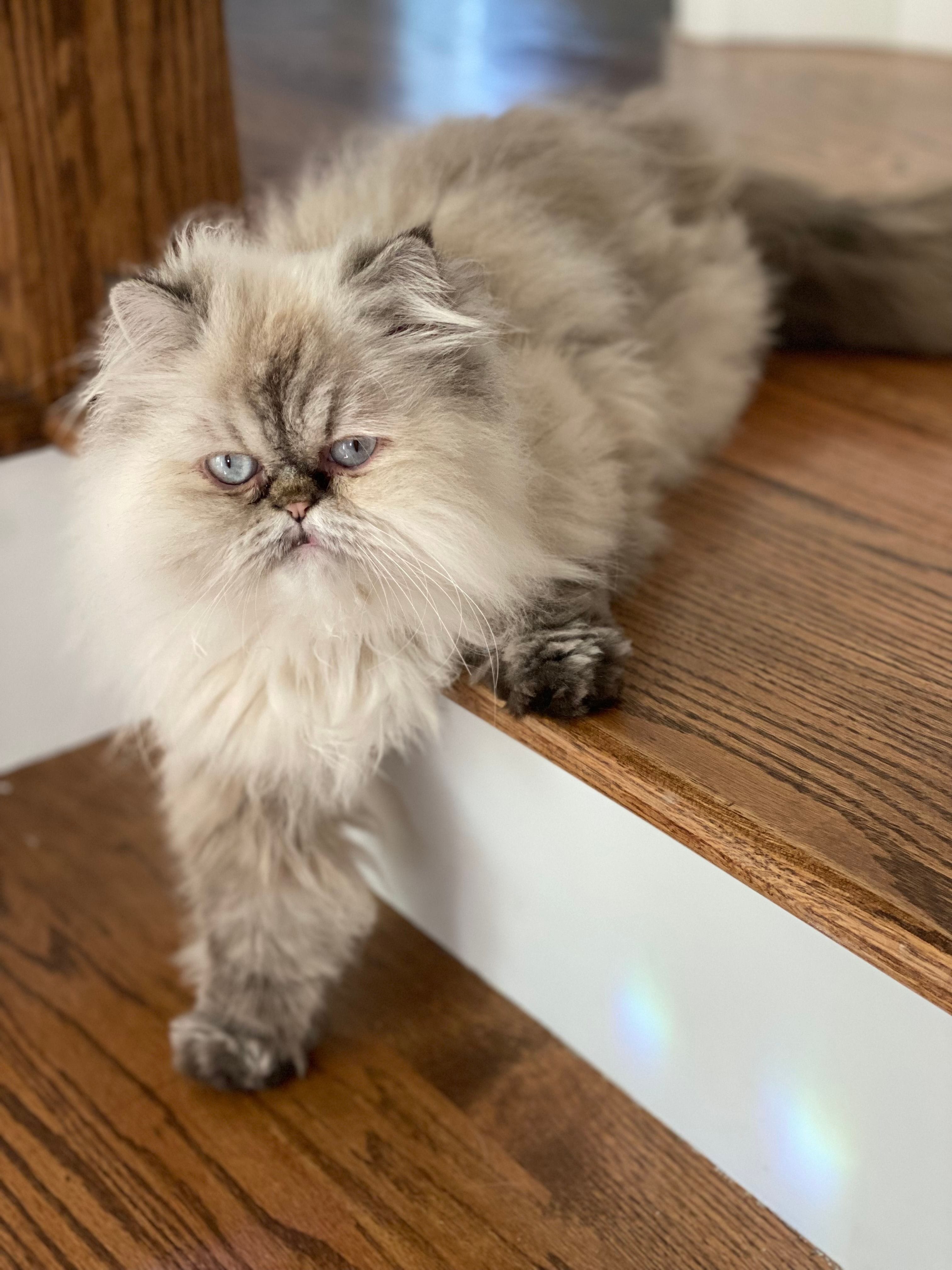 HImalayan kittens