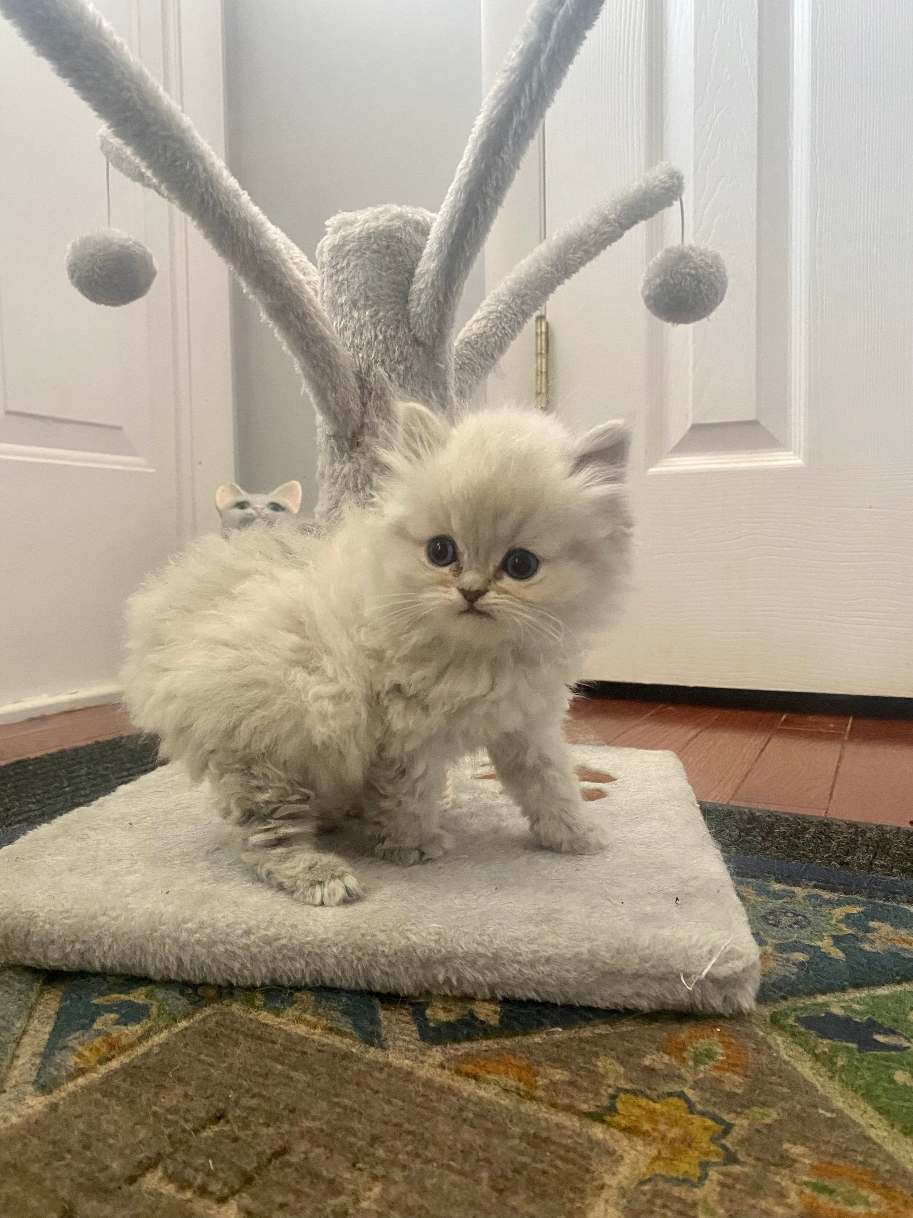 Blue Point Persian Kitten, Himlayan kitten, Himalayan Kittens, Himalayan cat,