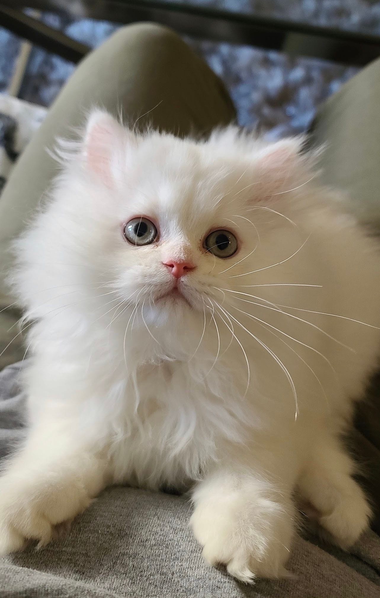 White Persian Kitten
NJ Cat Breedera