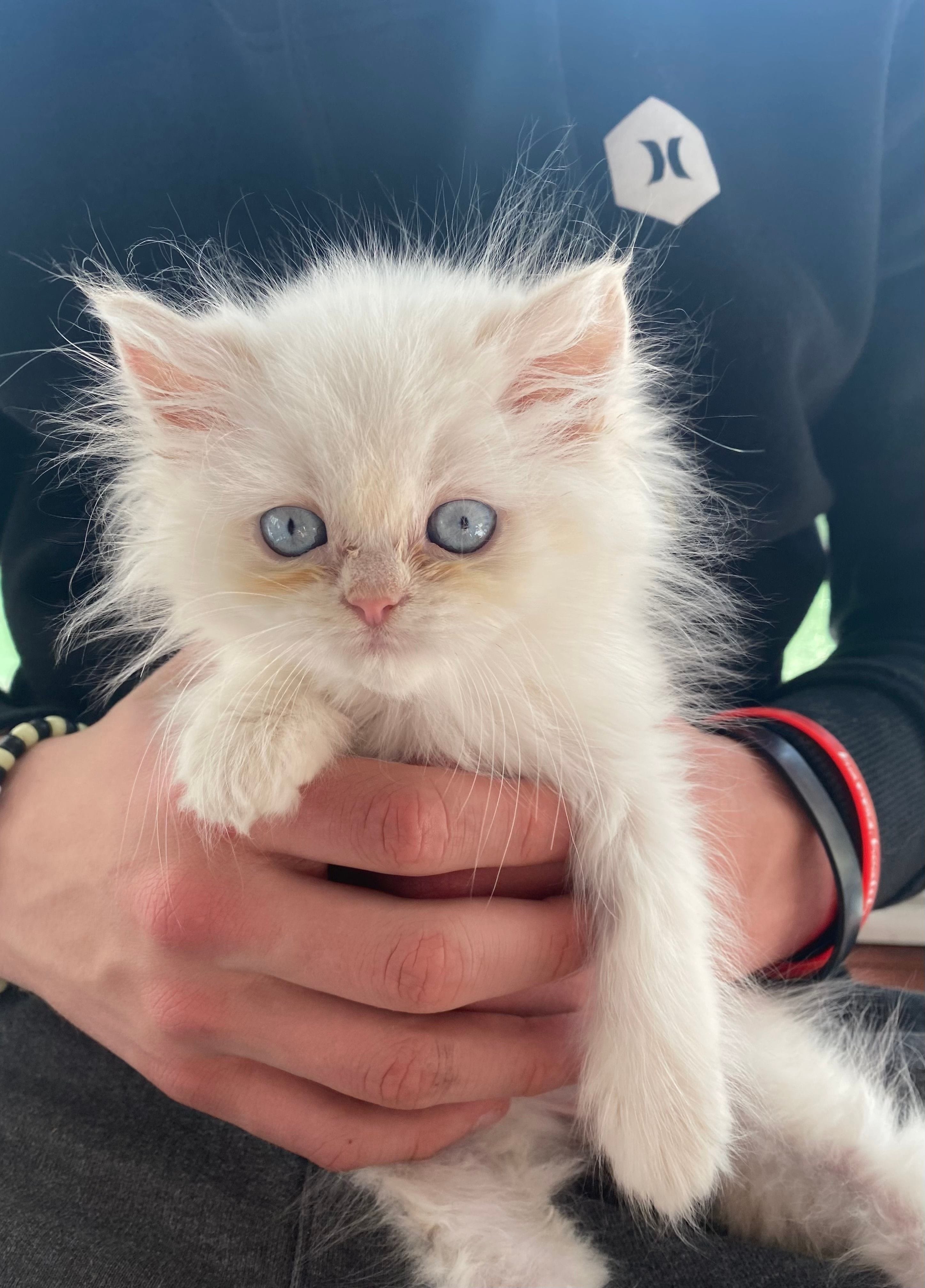 Himalayan cat with blue eyes, flame point himalayan, Persian kittens, sale, New Jersey, Pennsylvania, Connecticut.