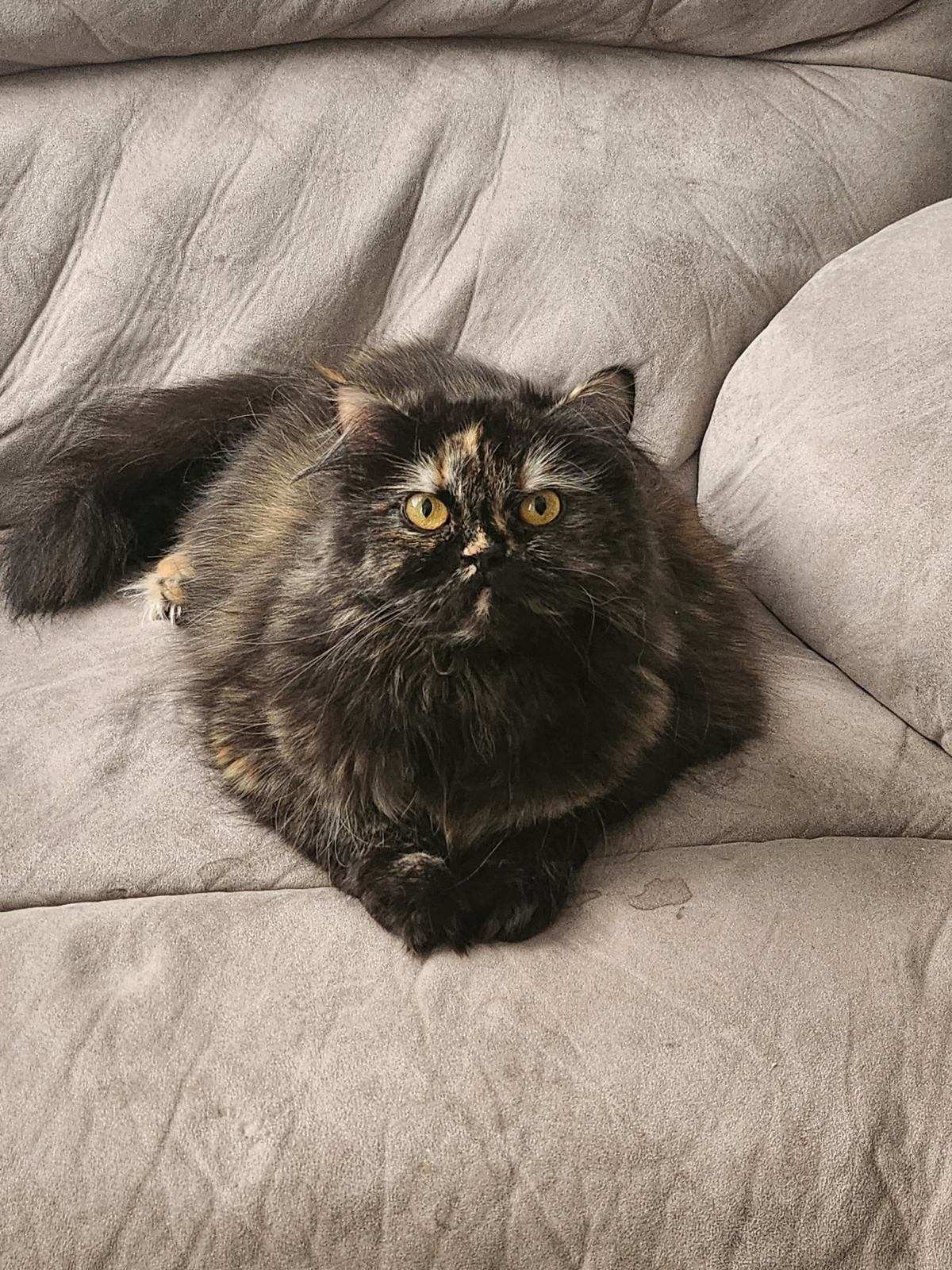 Persian Cat