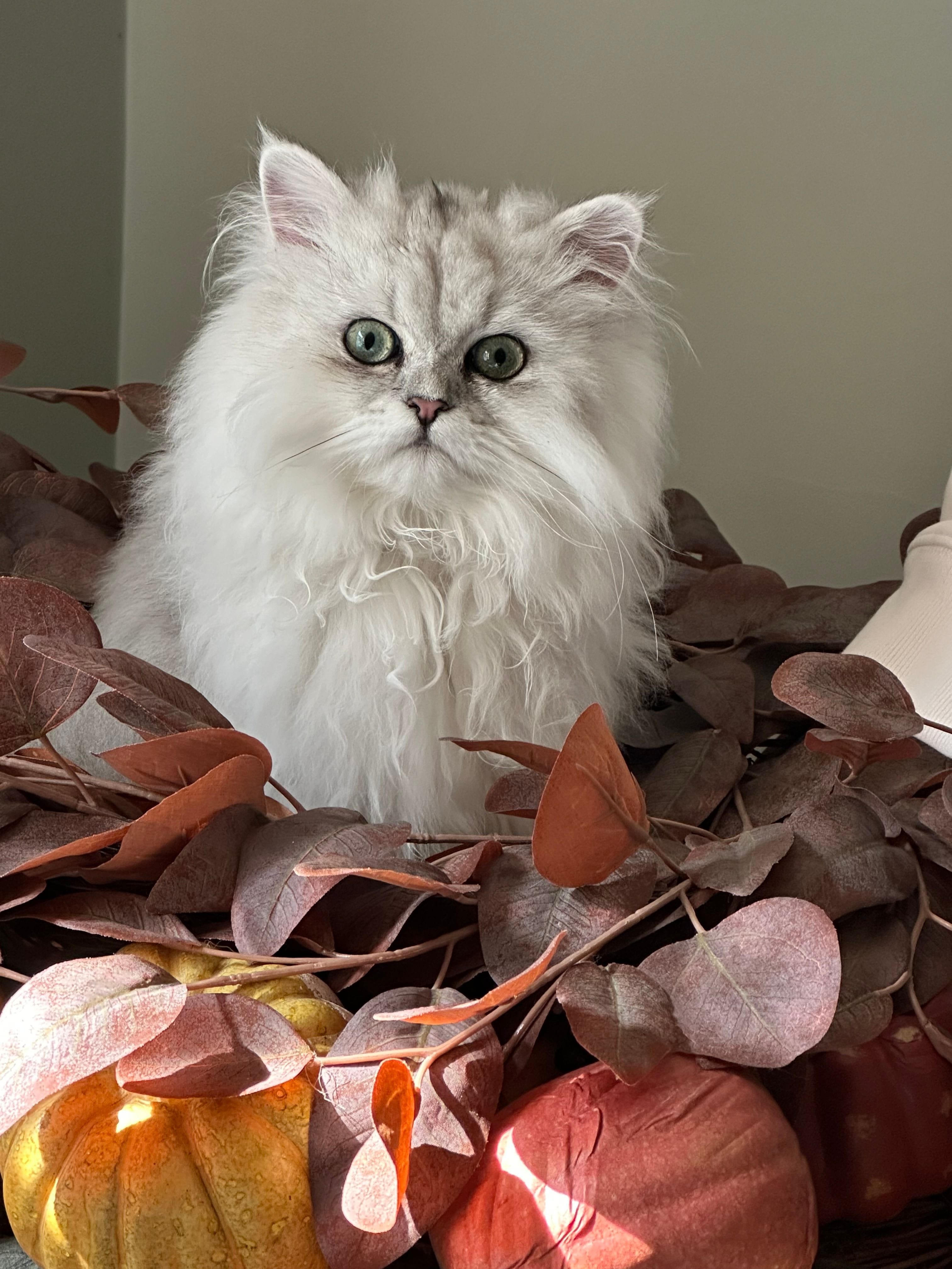 Silver Shaded Persian Cat Sitting on Leaves