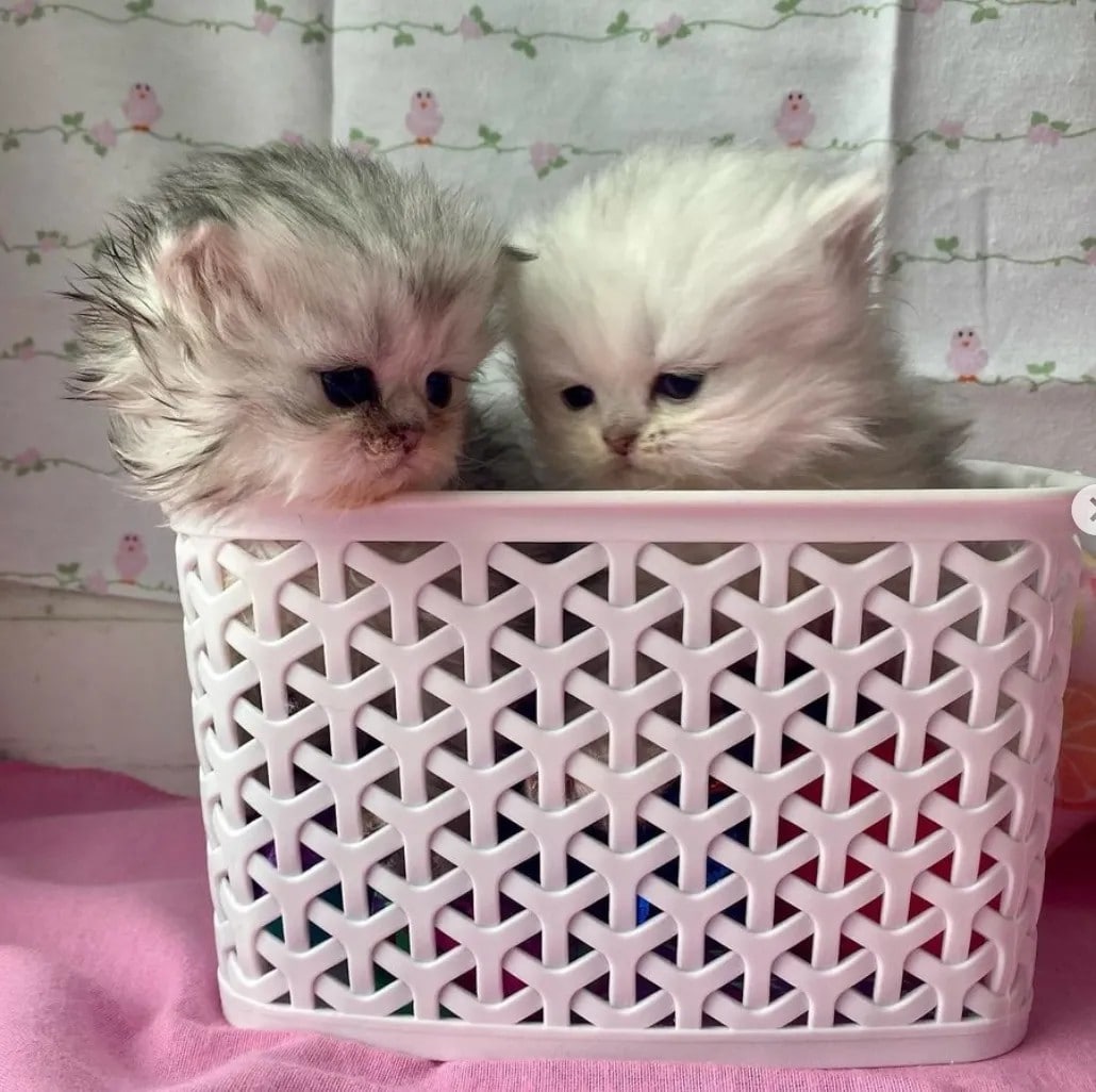 himalayan persian cats